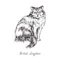 British longhair, cat breeds illustration with inscription, hand drawn doodle, sketch, black and white vector