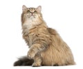 British Longhair cat, 4 months old, sitting against white background Royalty Free Stock Photo
