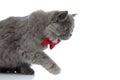 British longhair cat with red bowtie sitting ready to attack Royalty Free Stock Photo