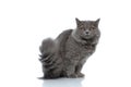 British longhair cat sitting and staring at camera muffled Royalty Free Stock Photo