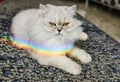 British Longhair female cat, white and gray with a rainbow on her