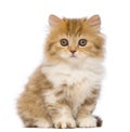 British Longhair kitten, 2 months old, sitting and looking at the camera