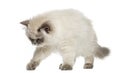 British Longhair kitten alert, looking down, 5 months old Royalty Free Stock Photo