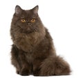 British Longhair kitten, 5 months old Royalty Free Stock Photo