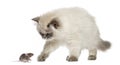 British Longhair kitten reaching at a mouse, isolated