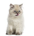 British Longhair kitten, sitting, licking, 5 months old, isolate