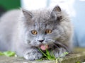 British Longhair Kitten Sitting Outside