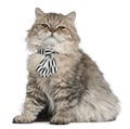 British Longhair kitten wearing a tie sitting Royalty Free Stock Photo