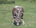 British Longhorn Cattle
