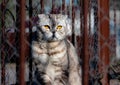 A British lop-eared cat of a beautiful color with unusual yellow eyes is sitting in the garden and basking in the sun. Royalty Free Stock Photo