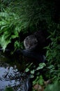 British lop-eared cat in the garden by the pond. A stern look Royalty Free Stock Photo