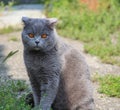 British lop-eared cat posing Royalty Free Stock Photo