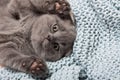 British lop-eared kitten
