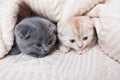 British lop-eared kittens