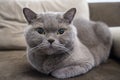 British lovely gray cat