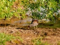 British Moorhen birds gather for nesting by lake waterside