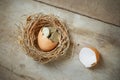 British Pound Coins with Bird Nest