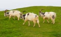 British Primitive goat breed large horns beard and bluebells