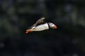 British Puffin Seabird & x28;Fratercula arctica& x29; from Skomer Island, Royalty Free Stock Photo