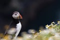 British Puffin Seabird & x28;Fratercula arctica& x29; from Skomer Island, Royalty Free Stock Photo