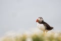 British Puffin Seabird & x28;Fratercula arctica& x29; from Skomer Island, Royalty Free Stock Photo