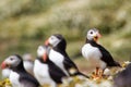 British Puffin Seabird & x28;Fratercula arctica& x29; from Skomer Island, Royalty Free Stock Photo