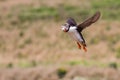 British Puffin Seabird & x28;Fratercula arctica& x29; from Skomer Island, Royalty Free Stock Photo