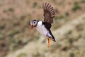 British Puffin Seabird & x28;Fratercula arctica& x29; from Skomer Island, Royalty Free Stock Photo