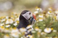 British Puffin Seabird & x28;Fratercula arctica& x29; from Skomer Island, Royalty Free Stock Photo