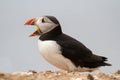 British Puffin Seabird & x28;Fratercula arctica& x29; from Skomer Island, Royalty Free Stock Photo