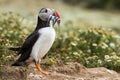 British Puffin Seabird & x28;Fratercula arctica& x29; from Skomer Island,