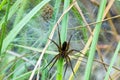 British Raft spider protecting her nest Royalty Free Stock Photo