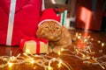 British red cat in Santa hat lying with a Christmas garland near gifts at home. Christmas cat Royalty Free Stock Photo