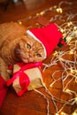 British red cat in Santa hat lying with a Christmas garland Royalty Free Stock Photo