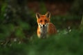 British Red Fox Royalty Free Stock Photo