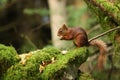 British Red Squirrel Royalty Free Stock Photo