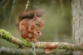 British red squirrel Royalty Free Stock Photo