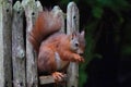British red squirrel rodent feeding Royalty Free Stock Photo