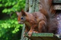 Red squirrel on Scottish island Royalty Free Stock Photo