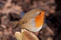 British Robin (Erithacus rubecula)