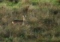 British Roe Doe Deer Royalty Free Stock Photo