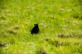 British Rook Royalty Free Stock Photo