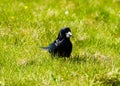 British Rook Royalty Free Stock Photo