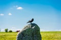 British Rook on a stone of Stonehenge Royalty Free Stock Photo