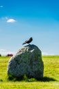 British Rook on a stone at Stonehenge Royalty Free Stock Photo