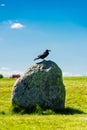 British Rook on a stone of Stonehenge Royalty Free Stock Photo