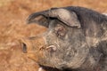 British Saddleback Boar pig Royalty Free Stock Photo