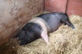 British Saddleback Farm Pig. Royalty Free Stock Photo