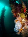 British Sea Life - Isle of Coll Peir