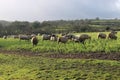 British sheep farming devon Royalty Free Stock Photo
